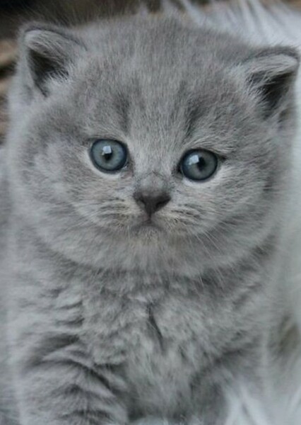 British Shorthair photo