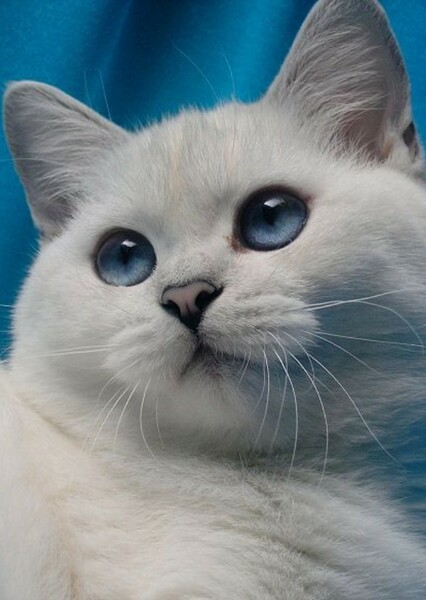 British Shorthair photo