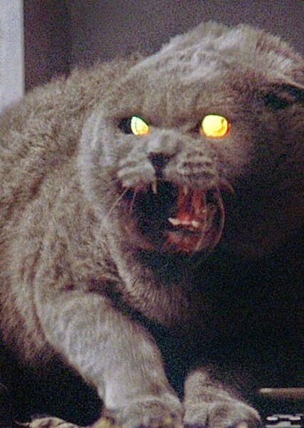 British Shorthair photo