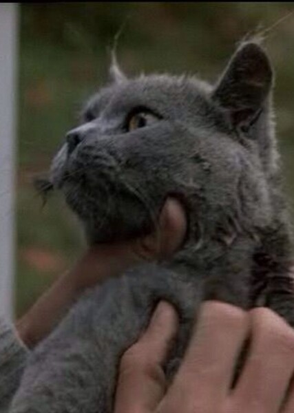 British Shorthair photo