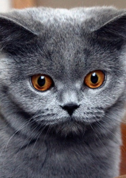 British Shorthair photo