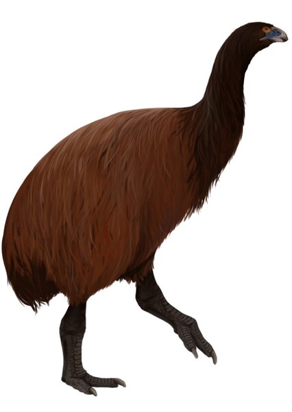 Broad-Billed Moa