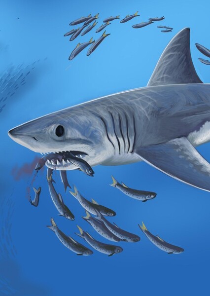 Broad-Tooth Mako