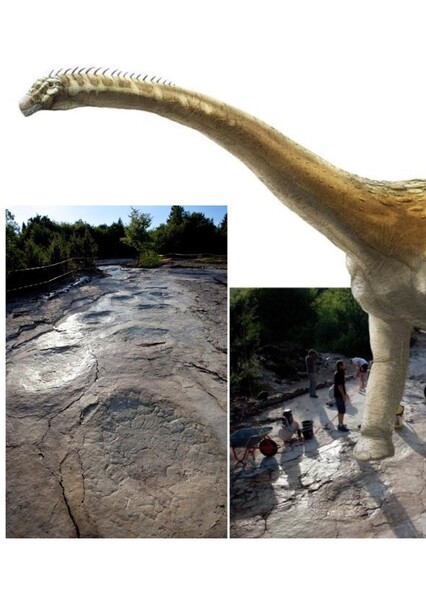 Brontopodus
