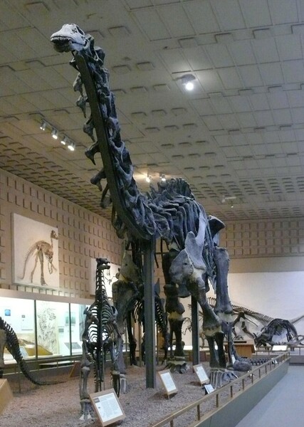 Brontosaurus photo