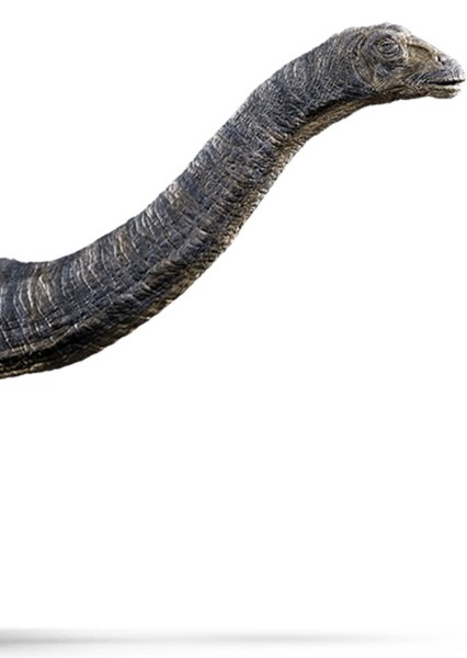 Brontosaurus photo