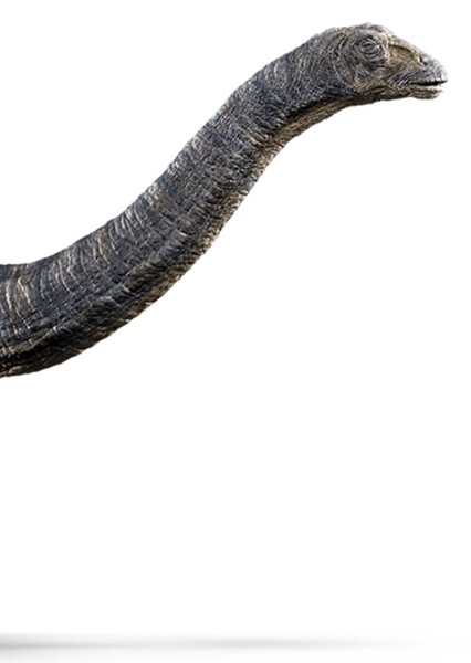 Brontosaurus photo