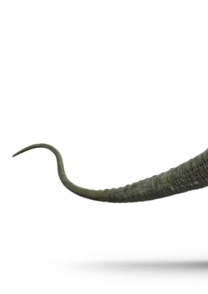 Brontosaurus photo