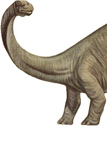 Brontosaurus photo