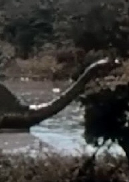 Brontosaurus photo
