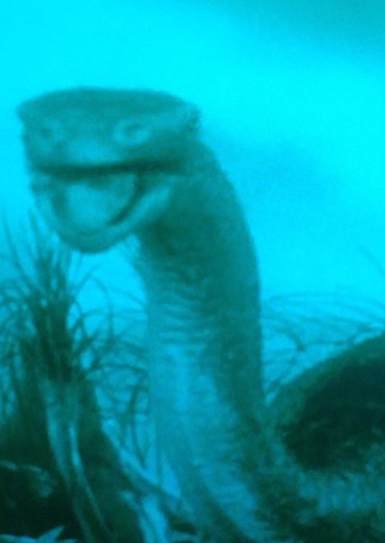 Brontosaurus photo