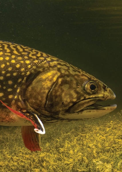 Brook Trout