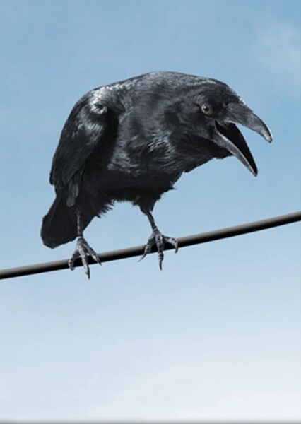 Brooks the Crow (Charlotte's Web 2006)