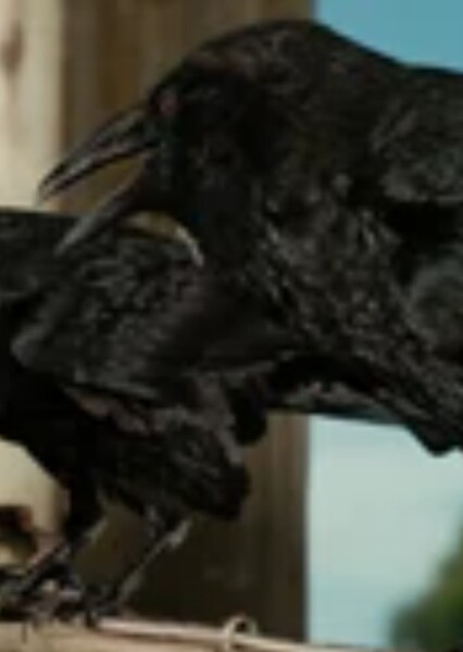 Brooks the Crow (Charlotte's Web 2006) photo