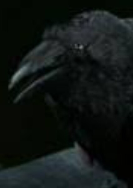 Brooks the Crow (Charlotte's Web 2006) photo