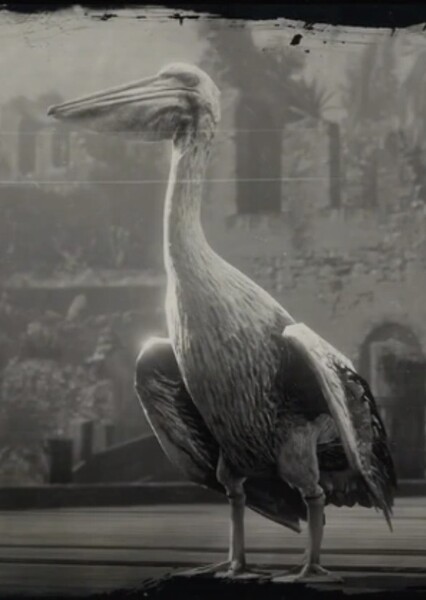 Brown Pelican photo