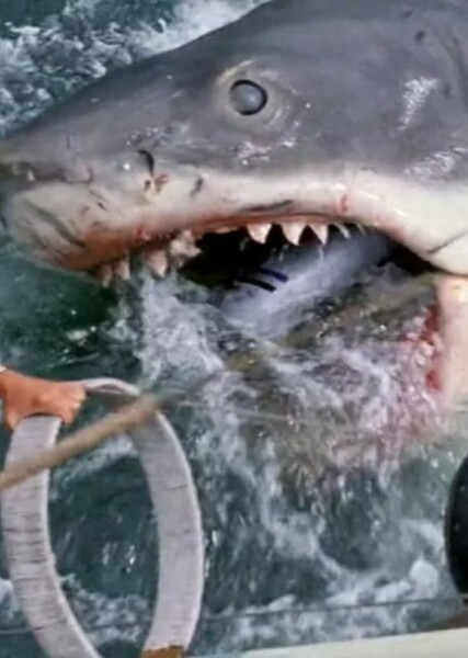 Bruce The Shark (Jaws) photo