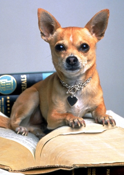Bruiser
