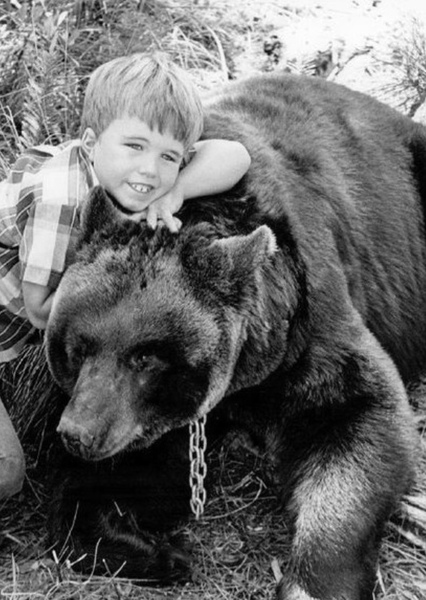 Bruno the Bear photo