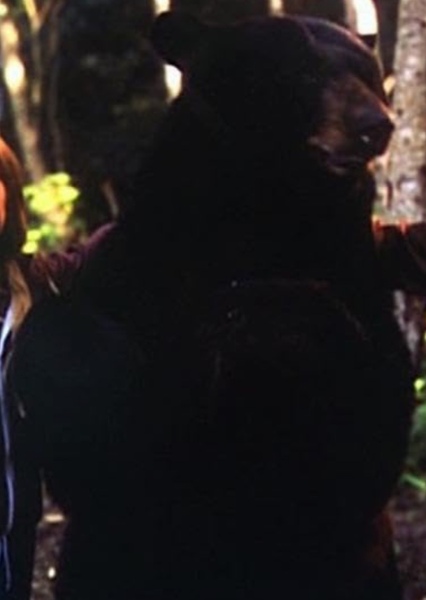 Bruno the Bear photo