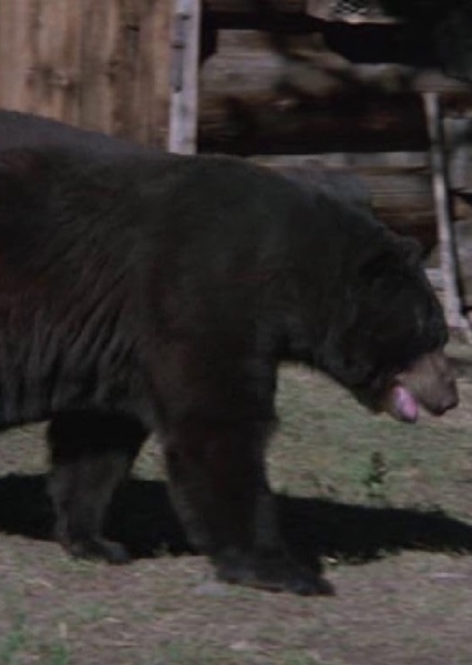 Bruno the Bear photo