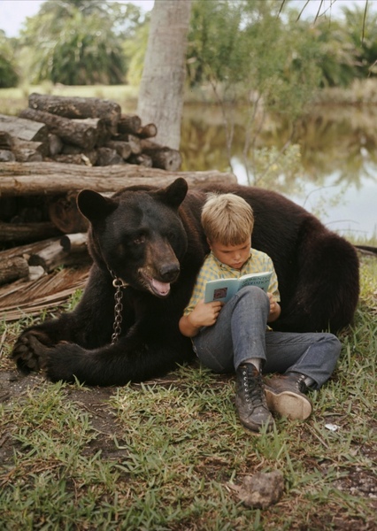 Bruno the Bear photo