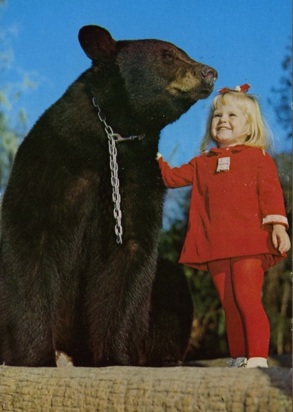 Bruno the Bear photo