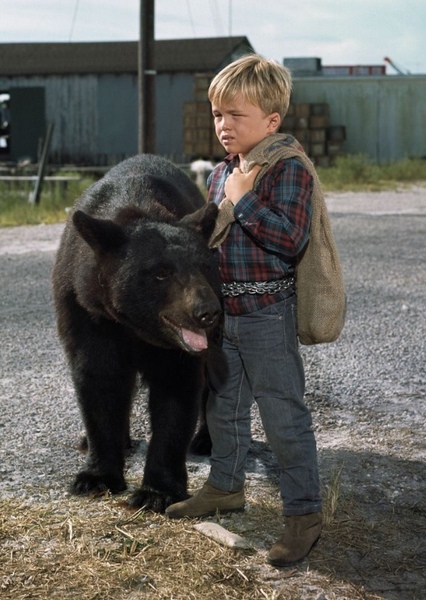 Bruno the Bear photo