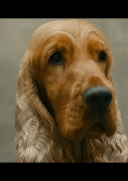 Buddy the Dog photo