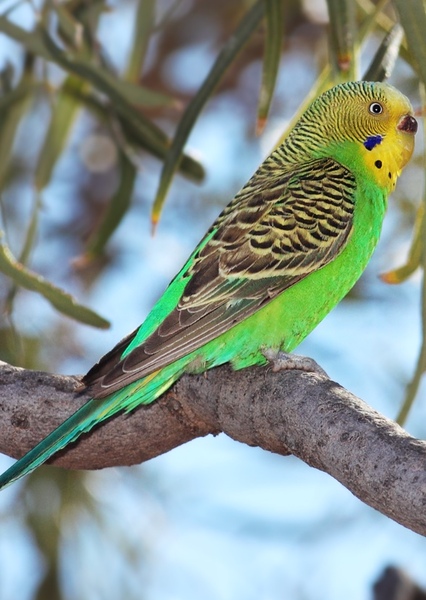 Budgerigar photo
