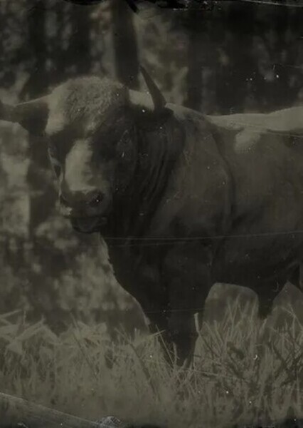 Bull photo