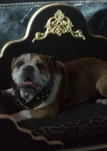 Bulldog