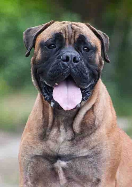 Bullmastiff photo