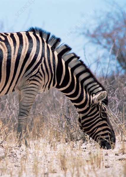 Burchell's Zebra photo