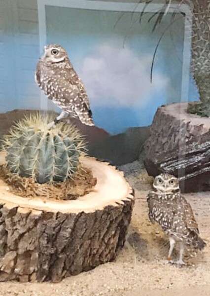 Burrowing Owl photo