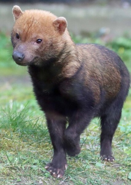 Bush Dog