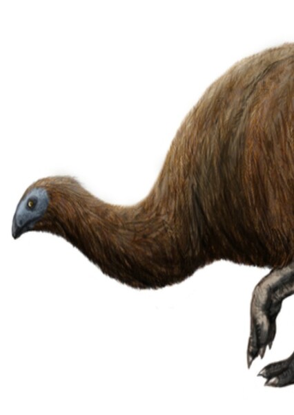 Bush Moa