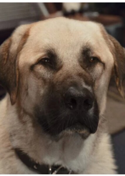 Butch (Cats & Dogs)