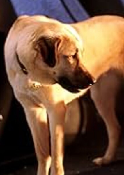 Butch (Cats & Dogs) photo