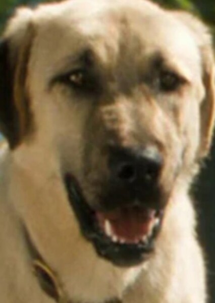 Butch (Cats & Dogs)