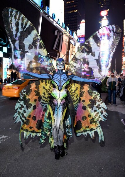 Butterfly photo