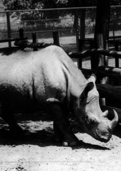 Cacareco the Rhinoceros photo