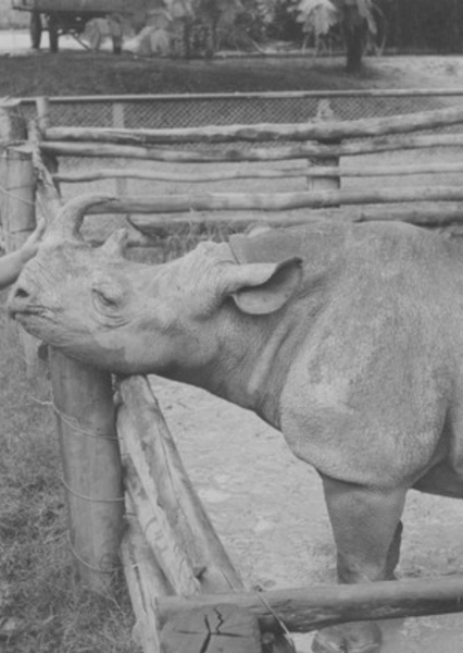 Cacareco the Rhinoceros photo