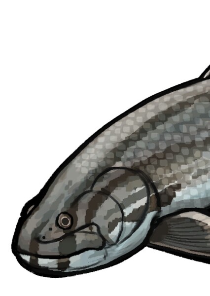 Calamopleurus