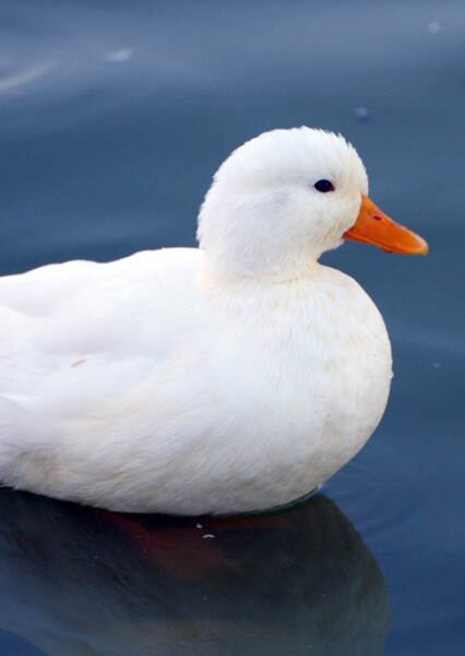 Call Duck