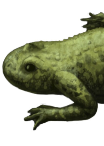 Callobatrachus