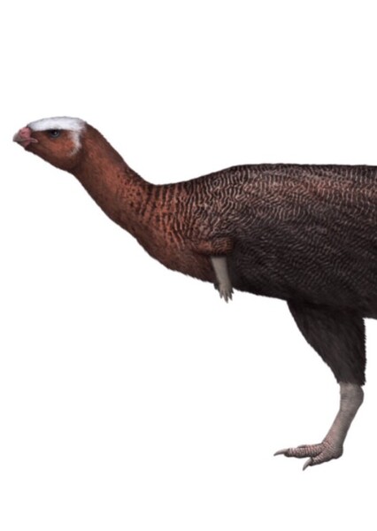 Callovosaurus