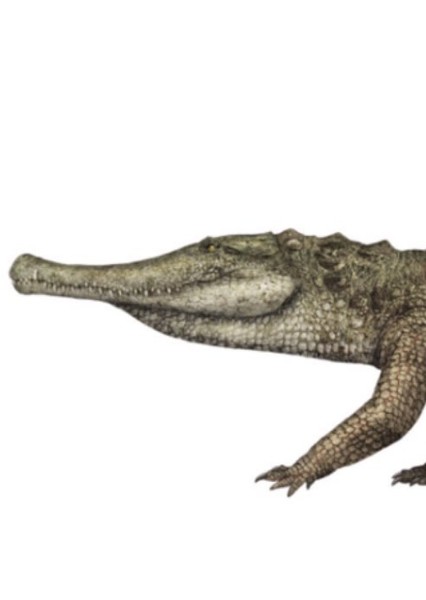 Calsoyasuchus photo