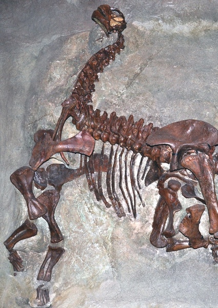Camarasaurus photo