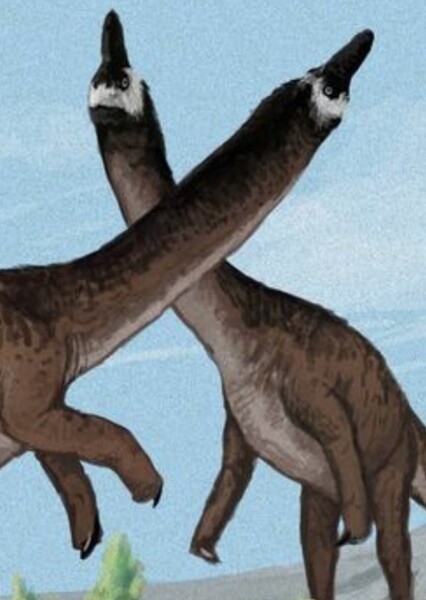 Camarasaurus photo